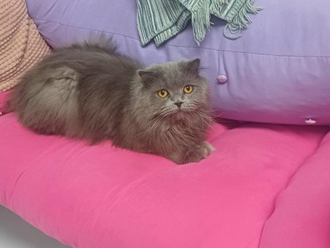 Ücretsiz takip şartlı kedimiz