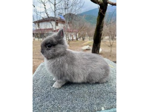 Hollanda cüce tavşan (blue)