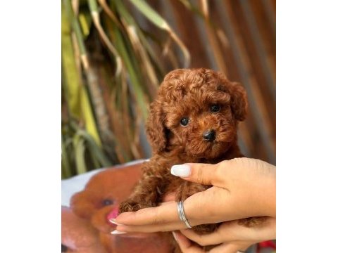 Toy poodle bebekler