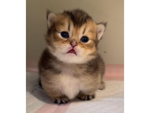 Çok tatlı bebek british shorthair