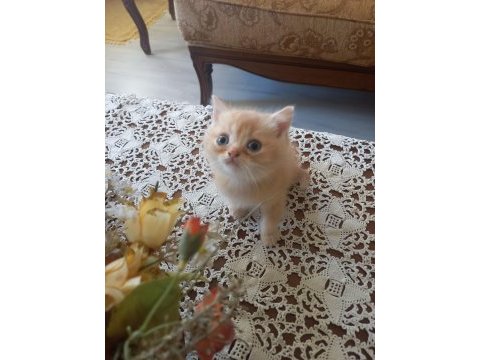 En tatlı ve şeker british shorthair kedime yuva