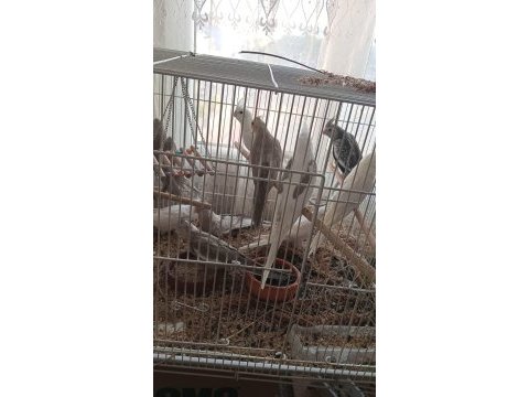 1.5 aylık 5 aylık arası yavru kuşlar