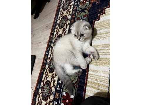 Scottish fold kızımıza acil yuva arıyoruz