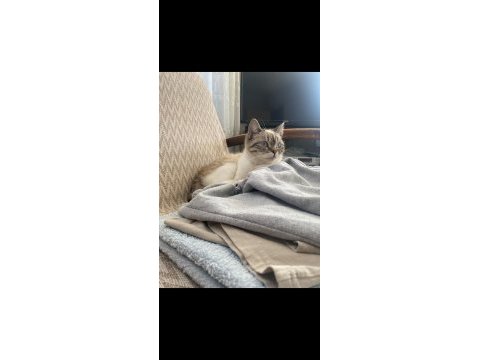 Minnoş kız british shorthair