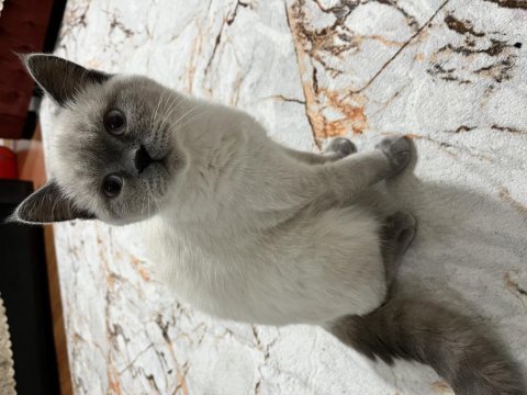 British shorthair 7 aylık erkek