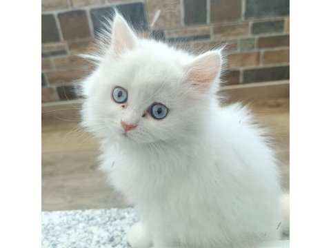 2 aylık dişi british longhair