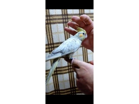 Emerald üst mutasyon yavru evcil