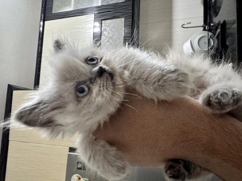 Mavi gözlü british longhair