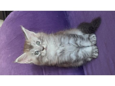 Asil ve güzel maine coon çocuklarımız