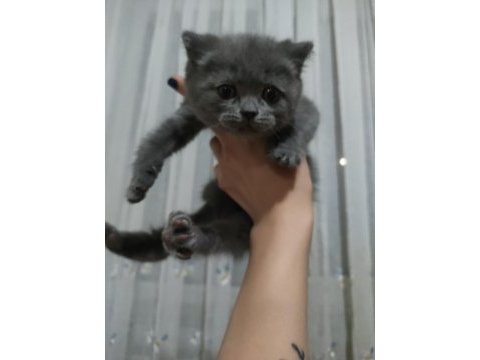 52 günlük british shorthair yavrularımız