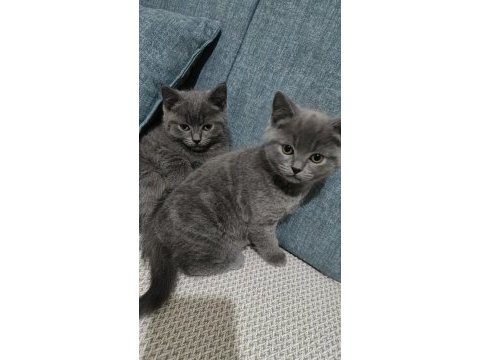 Ankara içi british shorthair