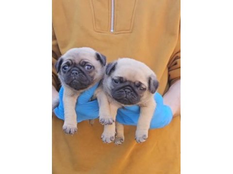 A kalite sıfır burun pug bebekler
