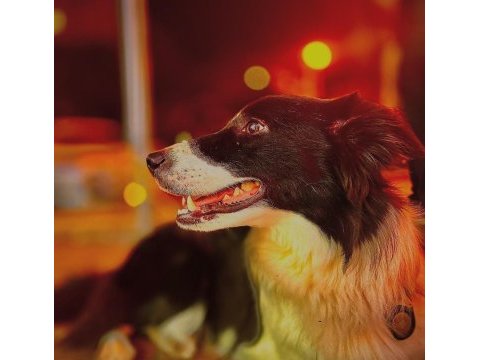 Eğitimli border collie – sks 1.si istanbul