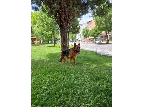 Showline dişi alman çoban köpeği