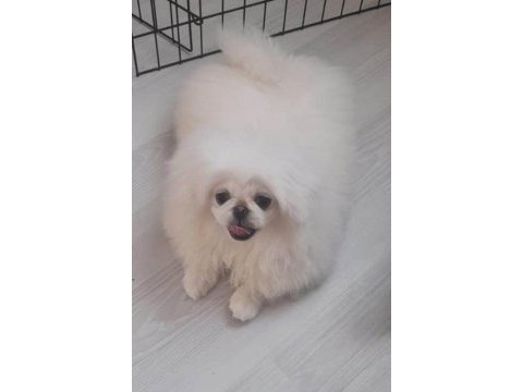 Orijinal safkan pekinez bebek köpekler