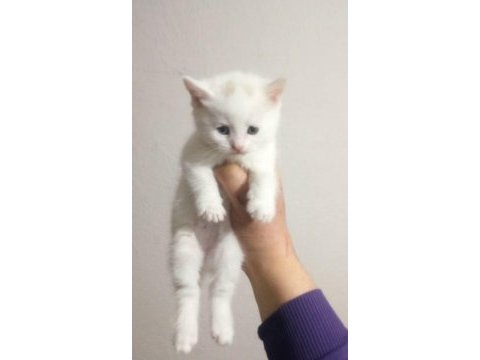 Renk renk british shorthair bebekler