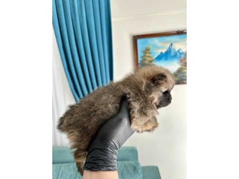 Pomeranian teddy bear yavrularımız