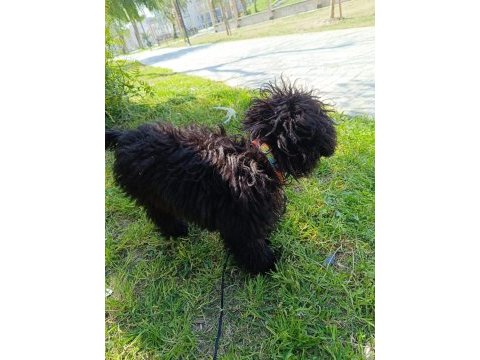 Eylül doğumlu toy poodle