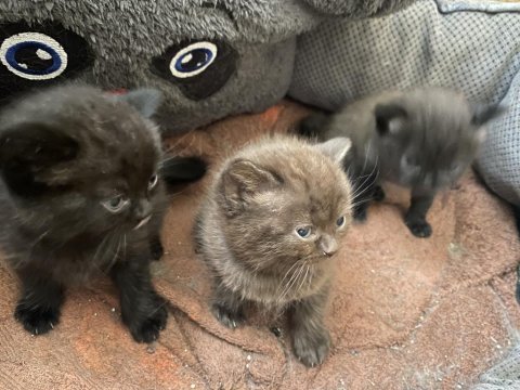 0-3 aylık british longhair