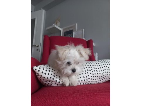 5 aylık morkie teacup