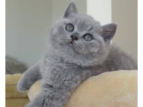 A+ a62 orjinal british shorthair yavrularımız hazır