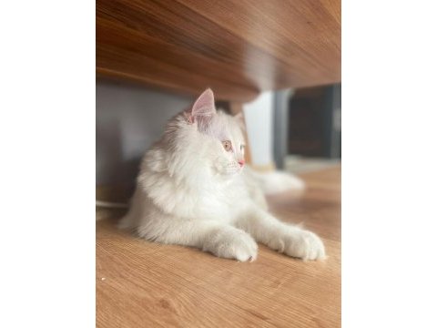 Dişi british longhair arıyoruz