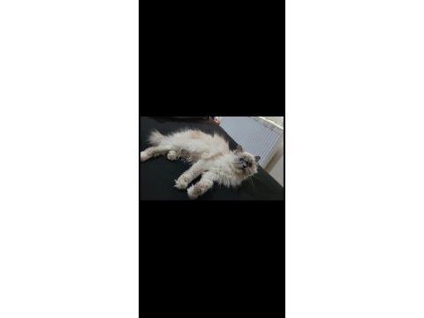 Yavru dişi british longhair
