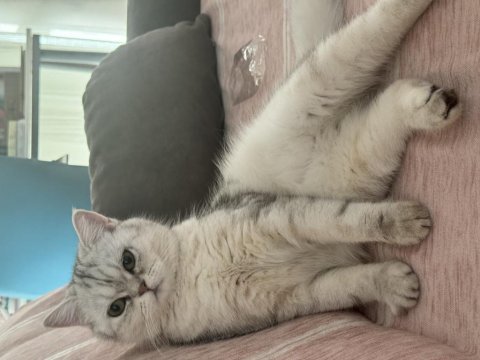 Tatlış pembe burun british shorthair kızım ruby