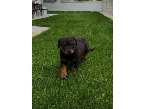 Üst düzey champion rottweiler yavrular