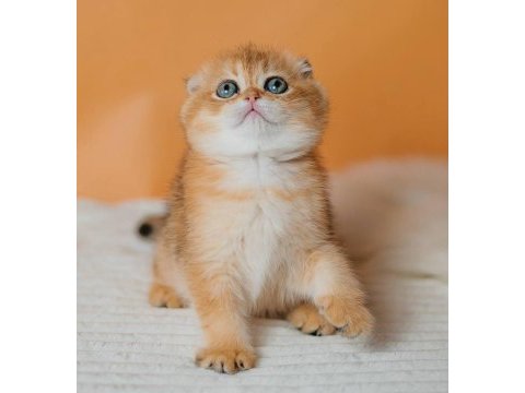 Altın portakal golden scottish fold 