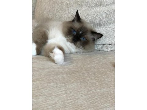 Anne altından safkan ragdoll yavru kediler