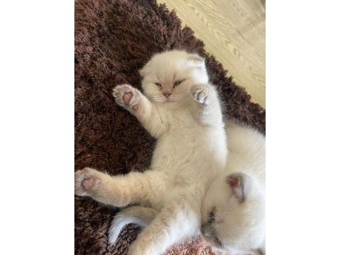 Sahiplendirme british shorthair