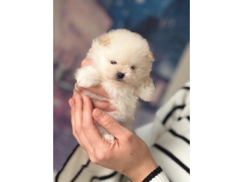 Güzel kızımın muhteşem pomeranian bebekleri