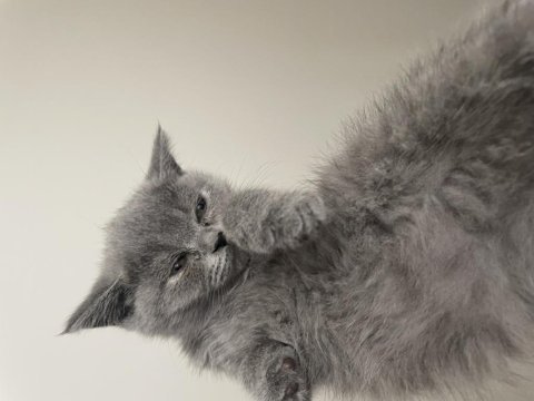 2 aylık british shorthair