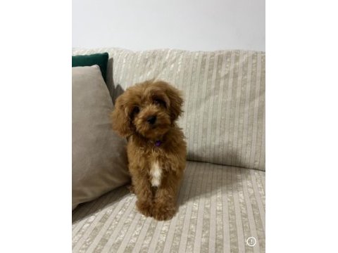 Sevimli köpeğimiz mocha