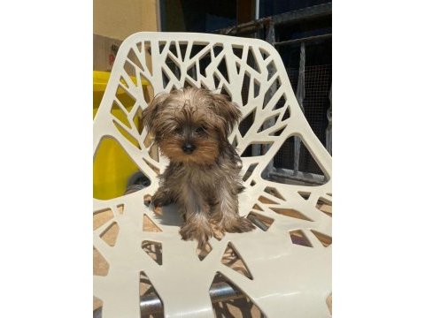 Egzotik yorkshire terrier