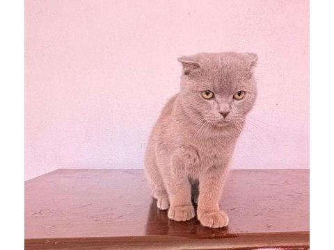 Scottish fold yawru kedi sahiplenilmek