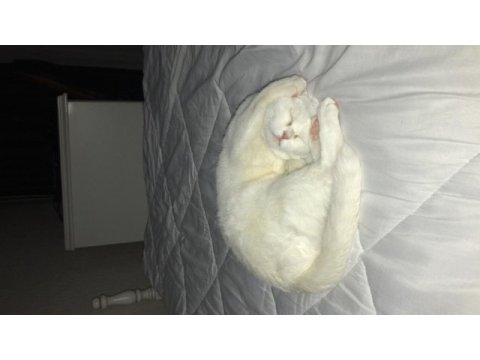 Dişi british shorthair