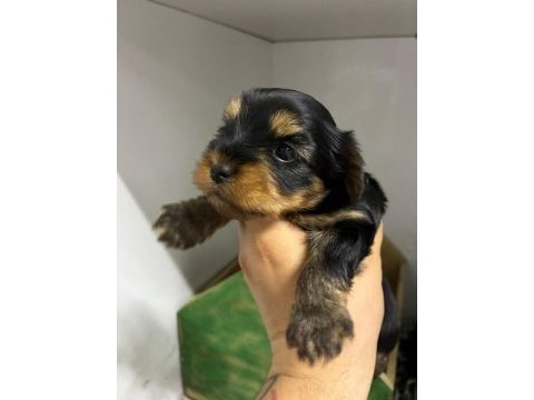 Irk ve sağlık garantili yorkshire terrier