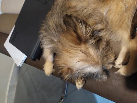 4 aylık terrier