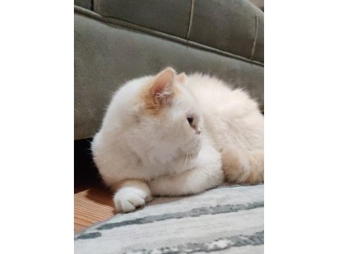Exotic shorthair sahiplendirme
