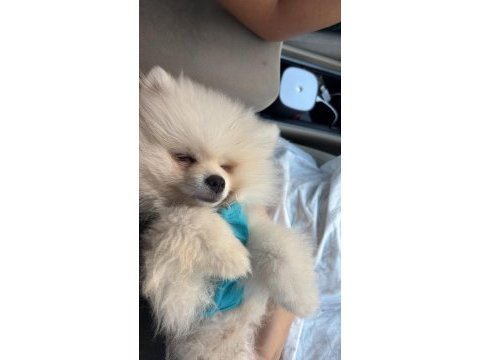 3 aylık erkek pomeranian yavrumuz sahiplendirilecektir