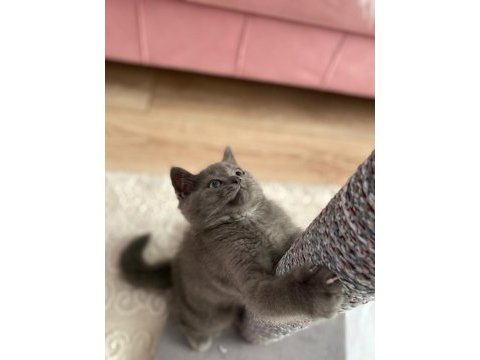 British shorthair 3 aylık erkek