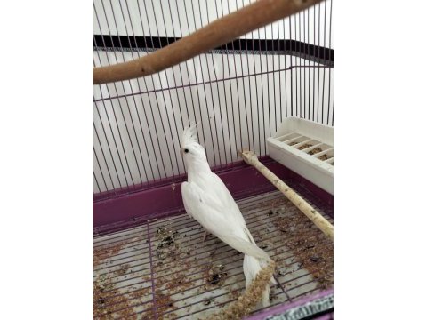 Albino kırmızı göz yavru sultan uygundur