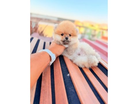 Ayı surat pomeranian