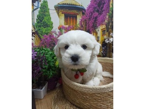Orjınal safkan 0 burun a kalite maltese terrier