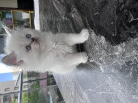 British shorthair kediler