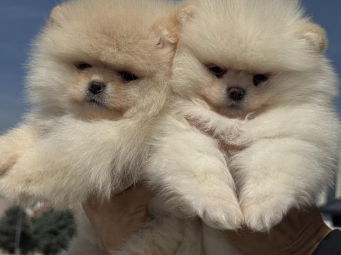 Fcı export sçr li show kalite pomeranian yavrumuz
