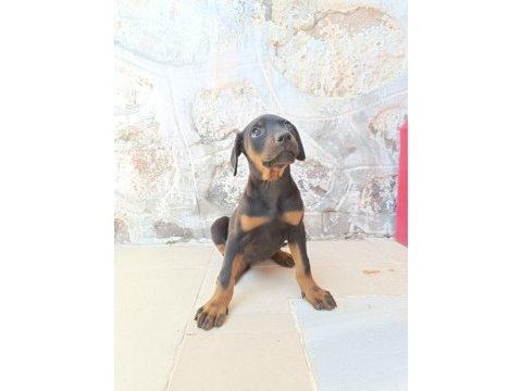 Doberman yavrularımız