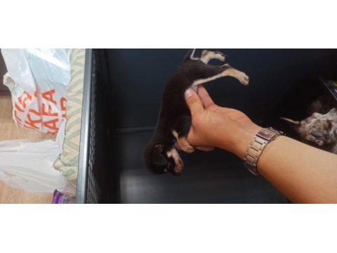 Şivava (chihuahua)